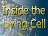 Image for Inside the Living Cell