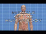 Image for Miracle of the Human Body